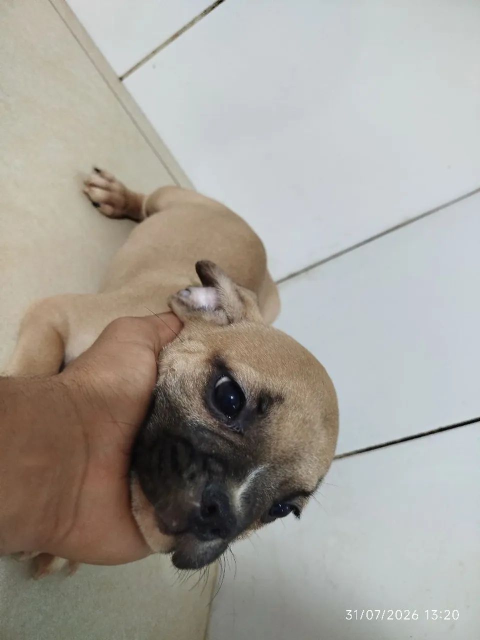 Bulldog francês  - Foto 3