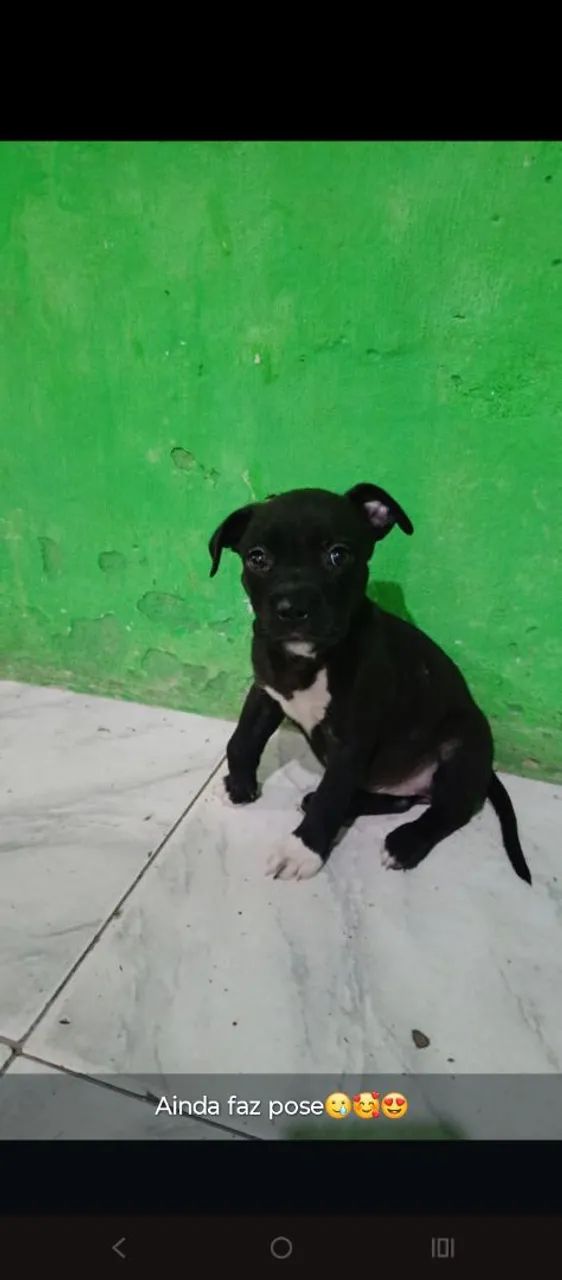 Vendo Pitbull filhote 