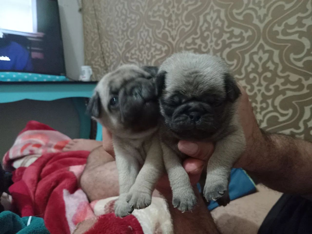 Pug - Foto 4