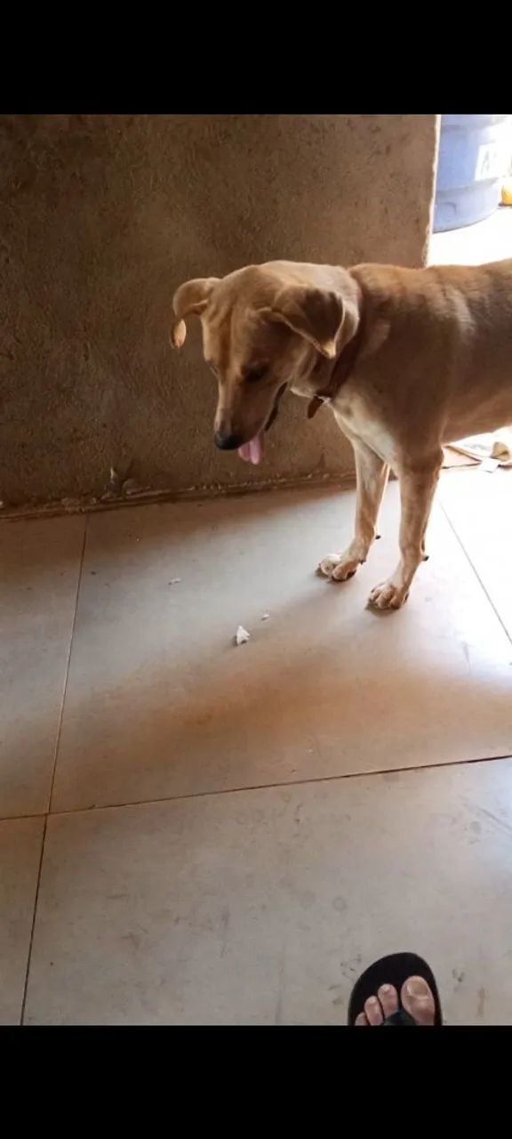 Para adoção  - Foto 2