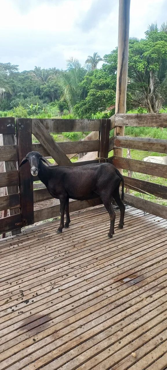 VENDO OVELHA SANTA INES  - Foto 2