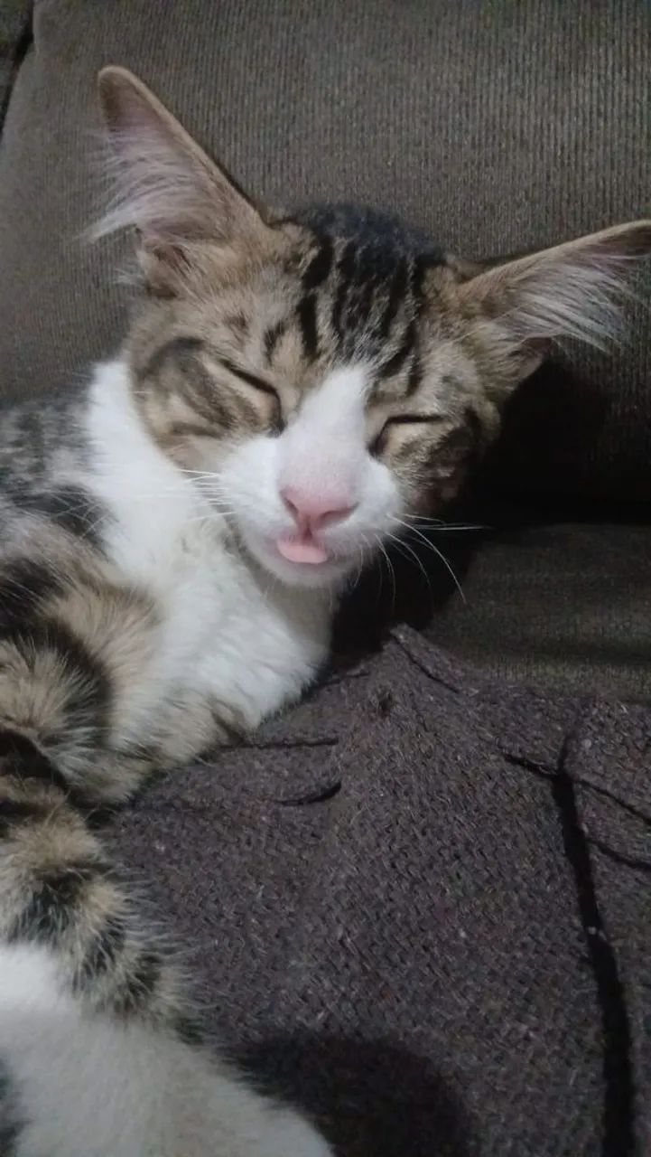 Gatos para adoção responsável  - Foto 2