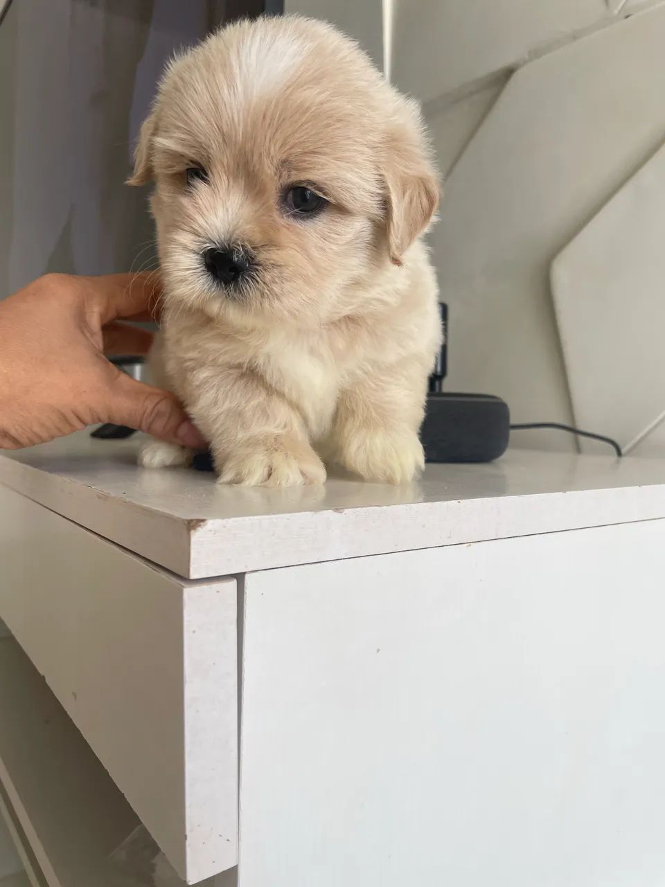 Poodle com shihtzu macho