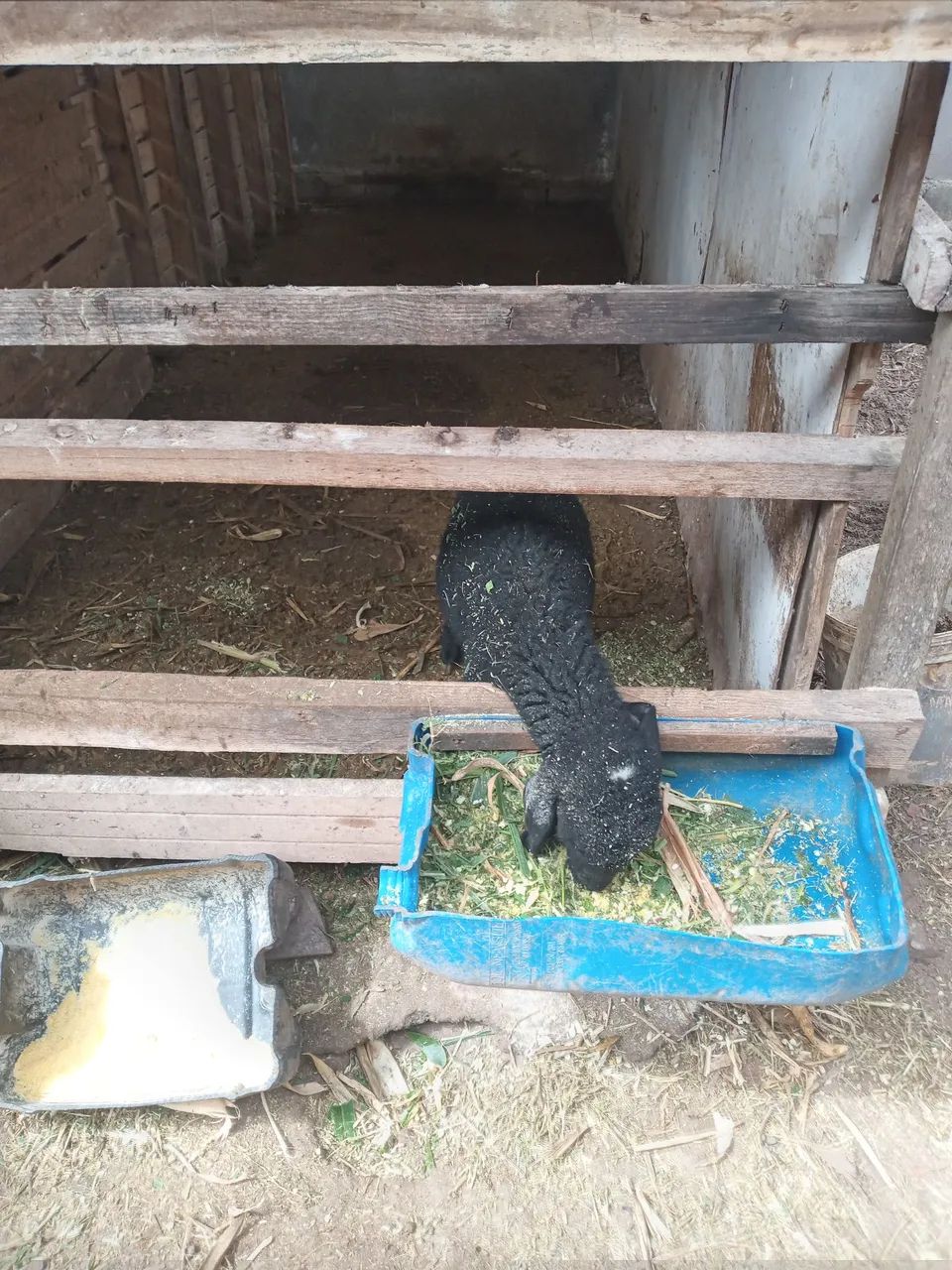 Ovelhas à venda  - Foto 3