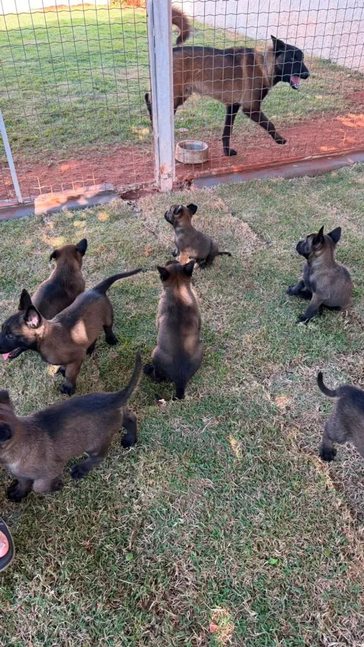 Pastor Belga Malinois - Foto 5