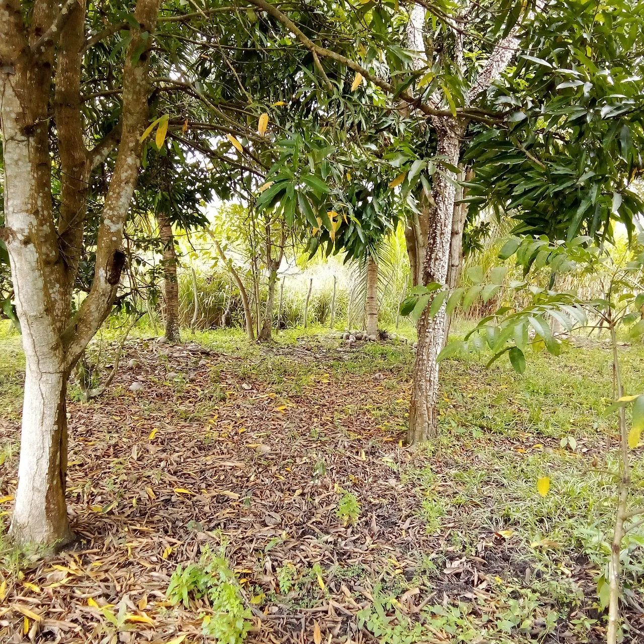 Chacara em Riachão do poço  - Foto 4