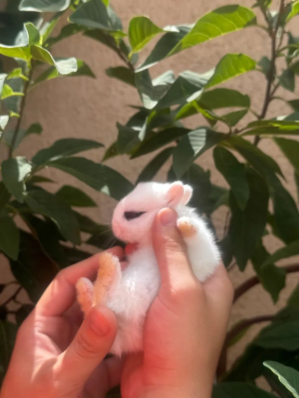 Mini Netherland dwarf - Foto 5