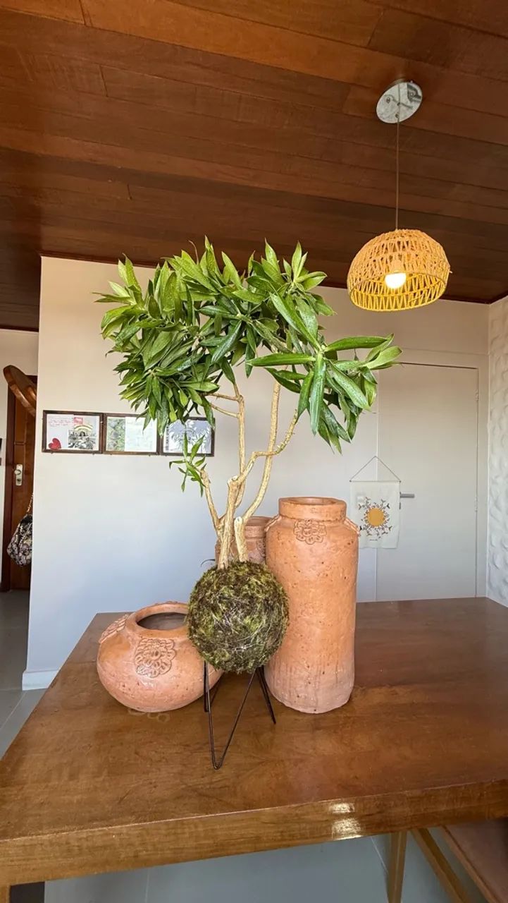 Kokedama Gigante  - Foto 3
