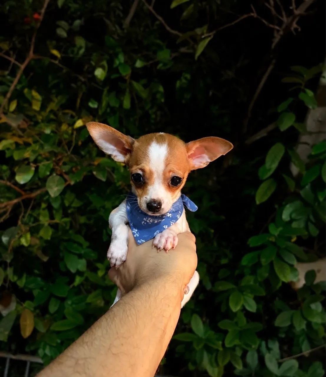 Pinscher macho 