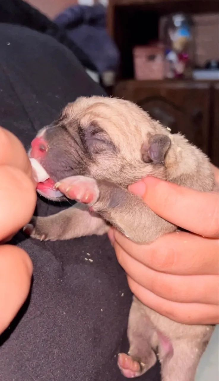 Filhote de Pug ou Box ! - Foto 2