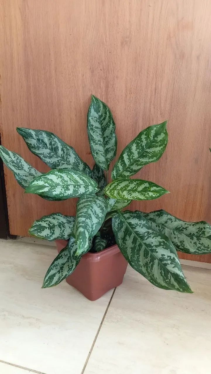 Plantas pendentes  - Foto 4