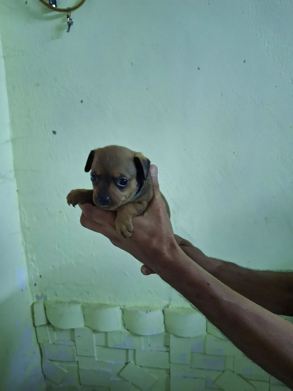 Pincher 1 - Foto 2