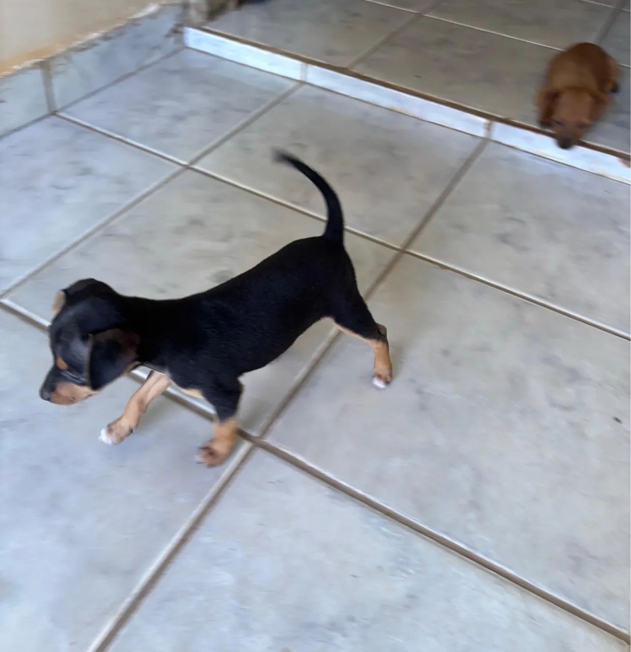 Pinscher N°1 - Foto 2