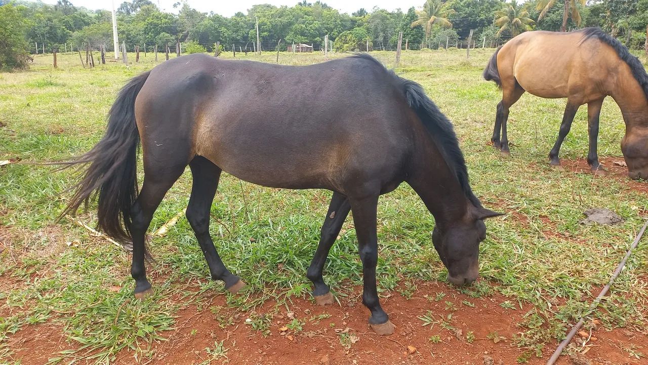 Égua nova  - Foto 2