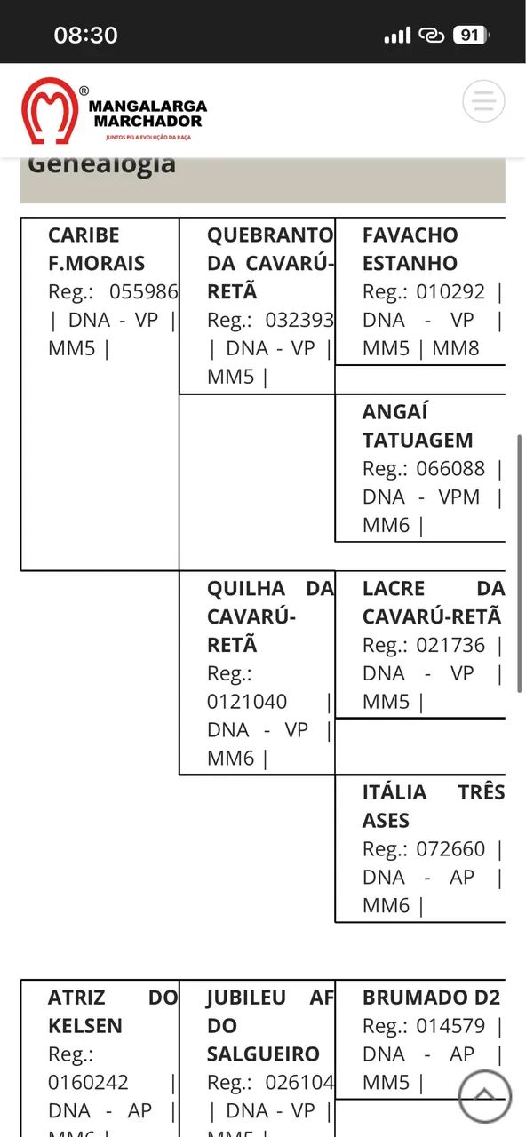 CAVALO MANGALARGA REGISTRADO Á VENDA - Foto 3