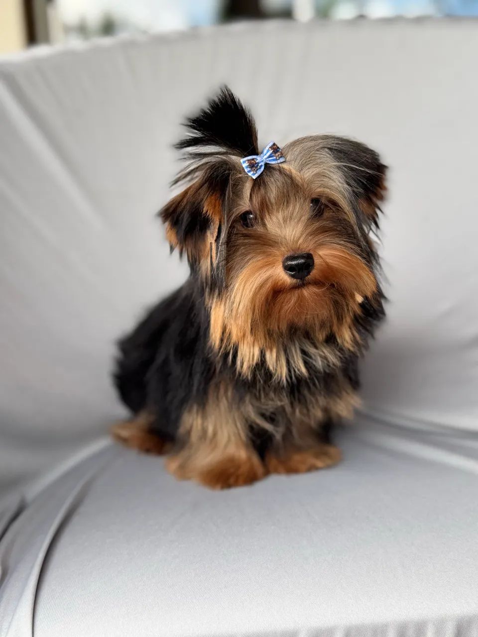 Macho de yorkshire mini