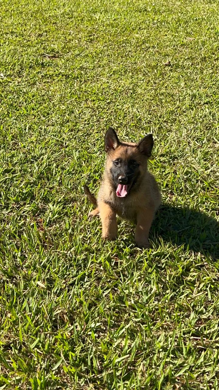 Filhote Pastor Malinois  - Foto 2