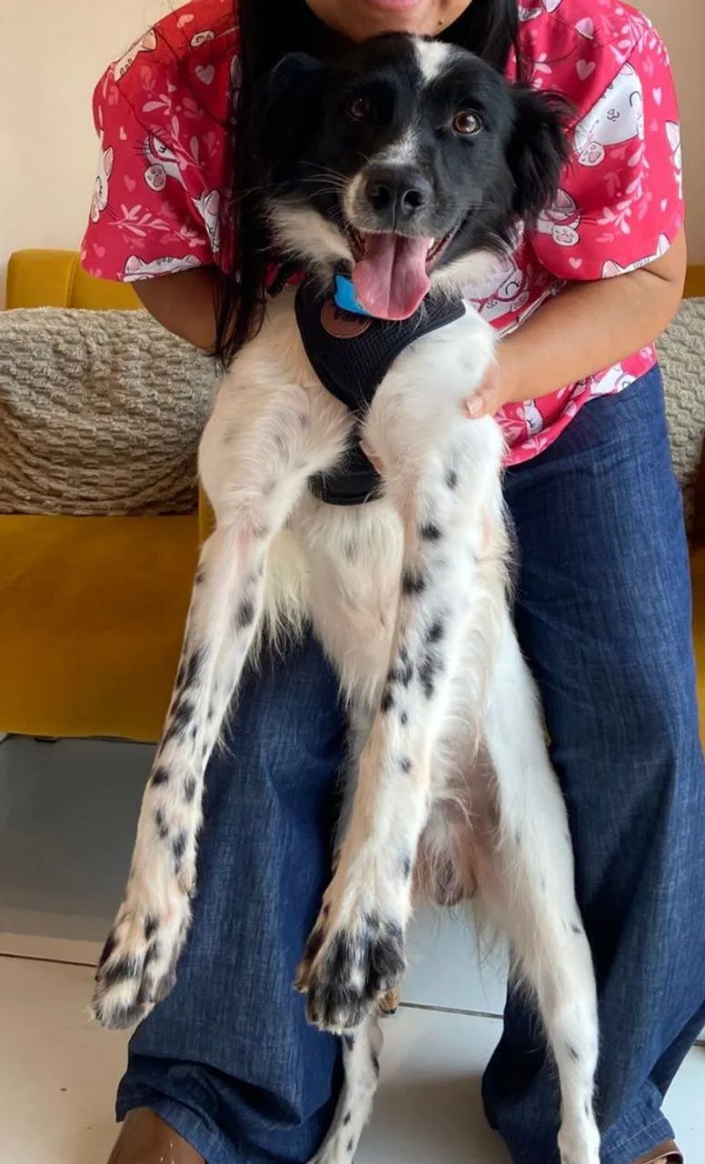 Adoção - Foto 2