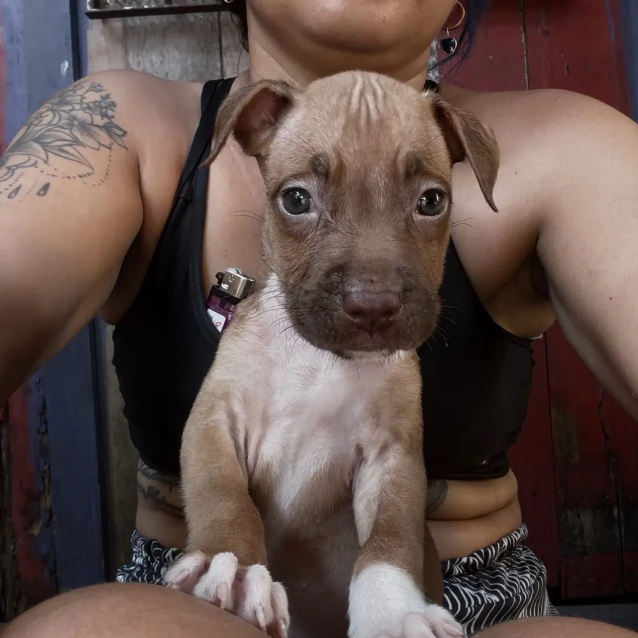 Pitt bull 700 - Foto 2