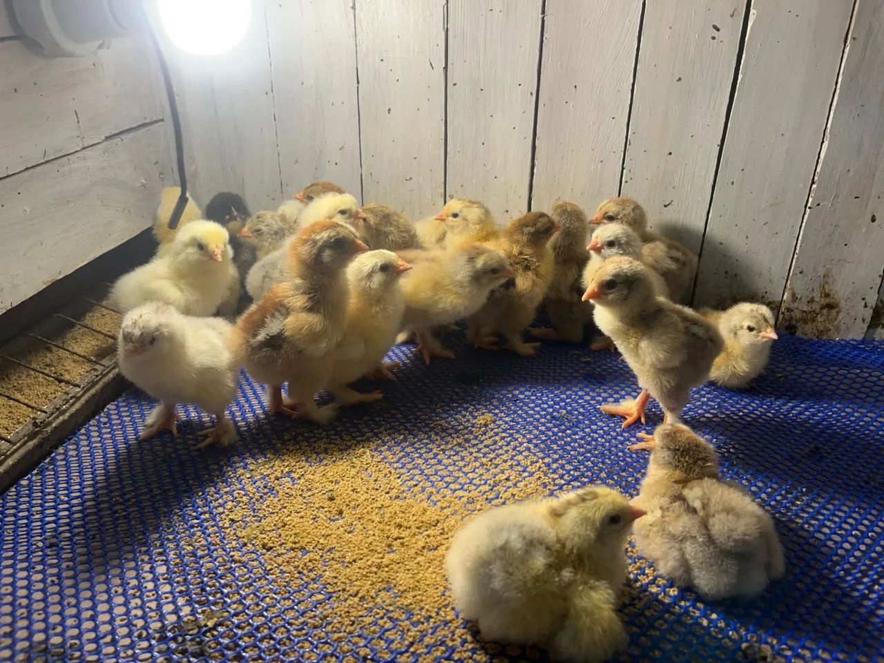 Pintinhos e frangos de Brahma 