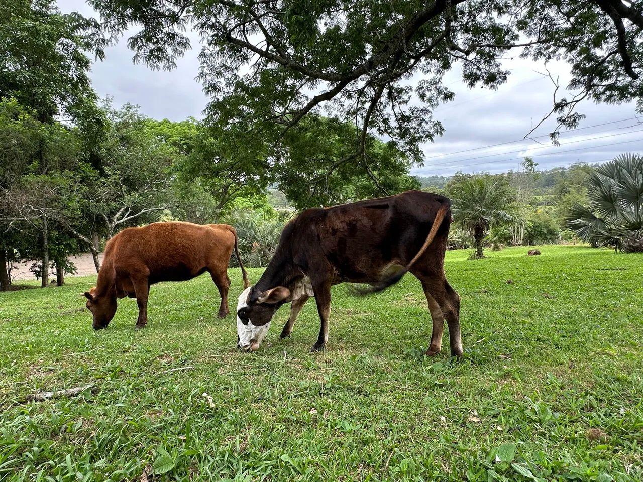 Novilha vendo ou troco por treineiros - Foto 4