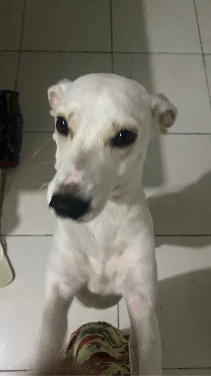 Cachorra pra doação  - Foto 2