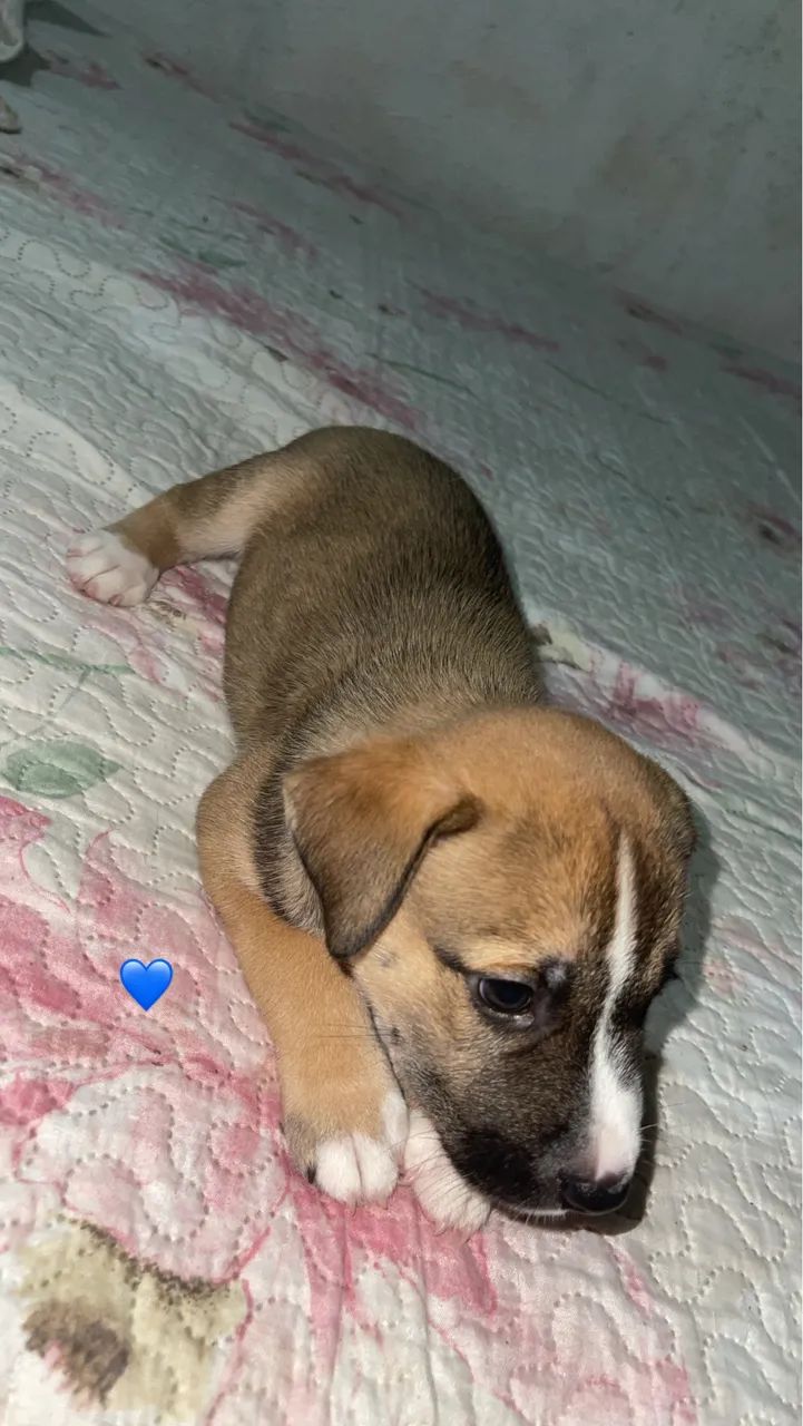 Cachorros  - Foto 4
