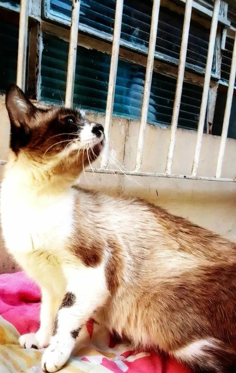 Sofia  um charme 1 ano castrada - Foto 2