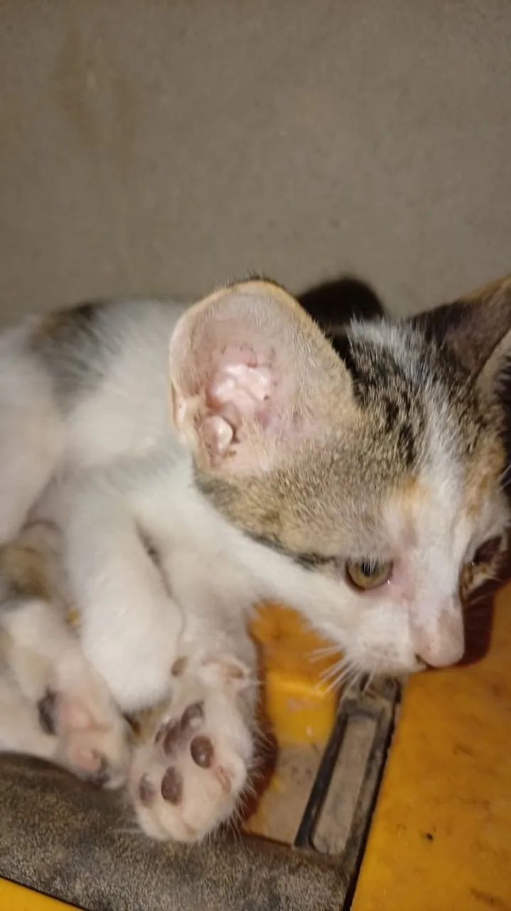 Gatos - Foto 2