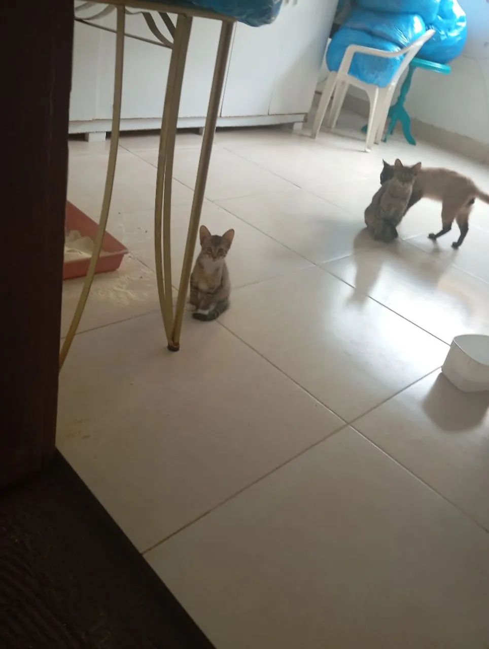 Gato para adoção  - Foto 3