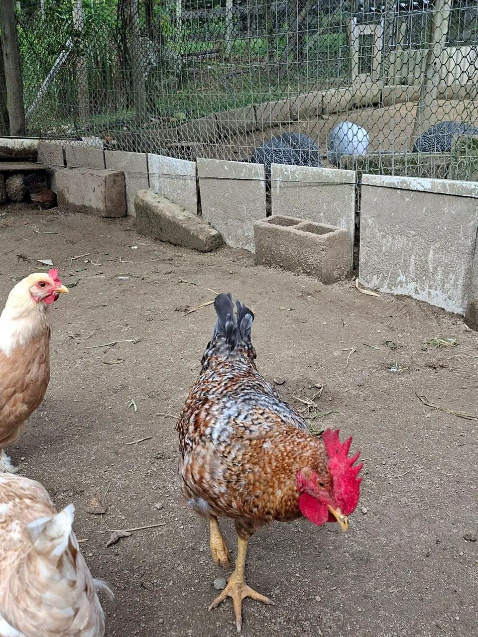 Frango Caipira  - Foto 2