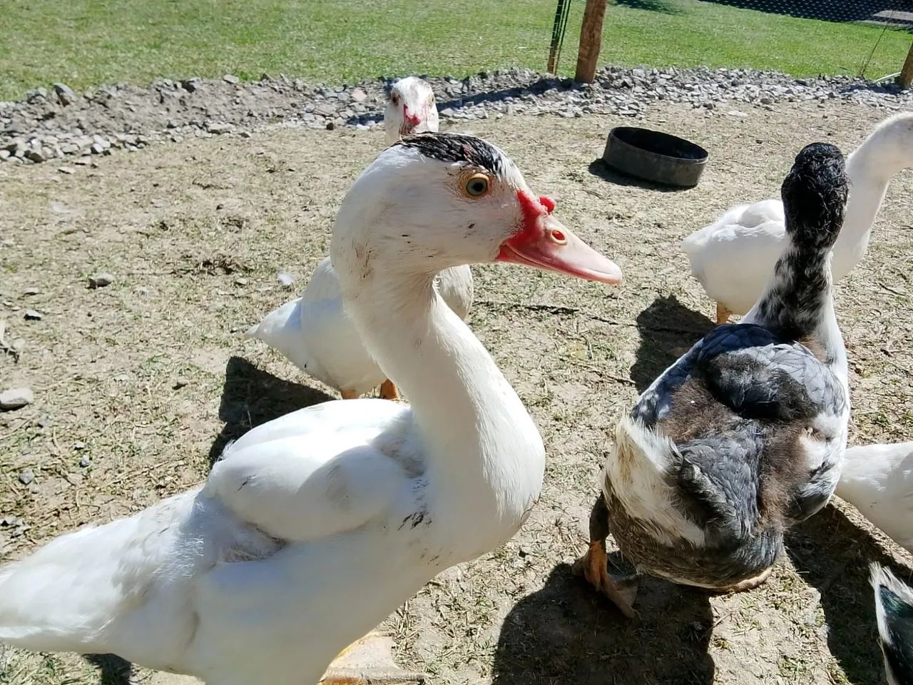 Pato - Foto 2