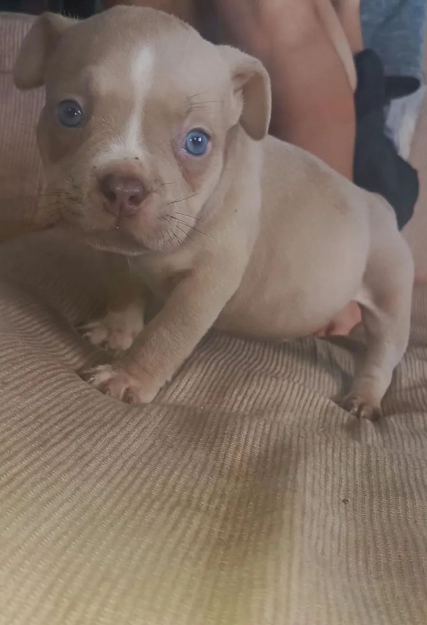 Animais de estimação  - Foto 3