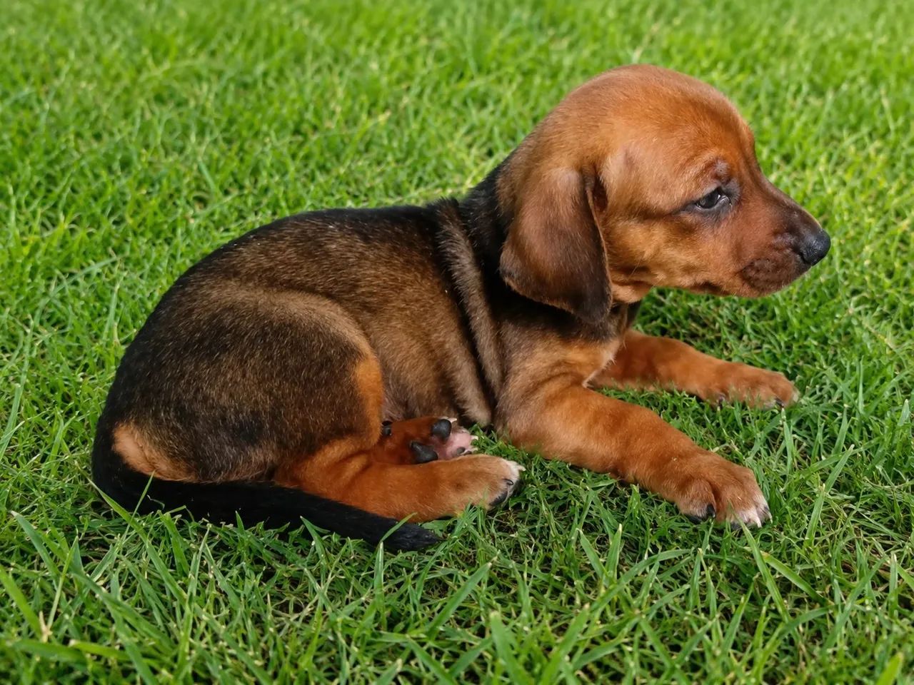 Dashchund - filhote salsicha  - Foto 5
