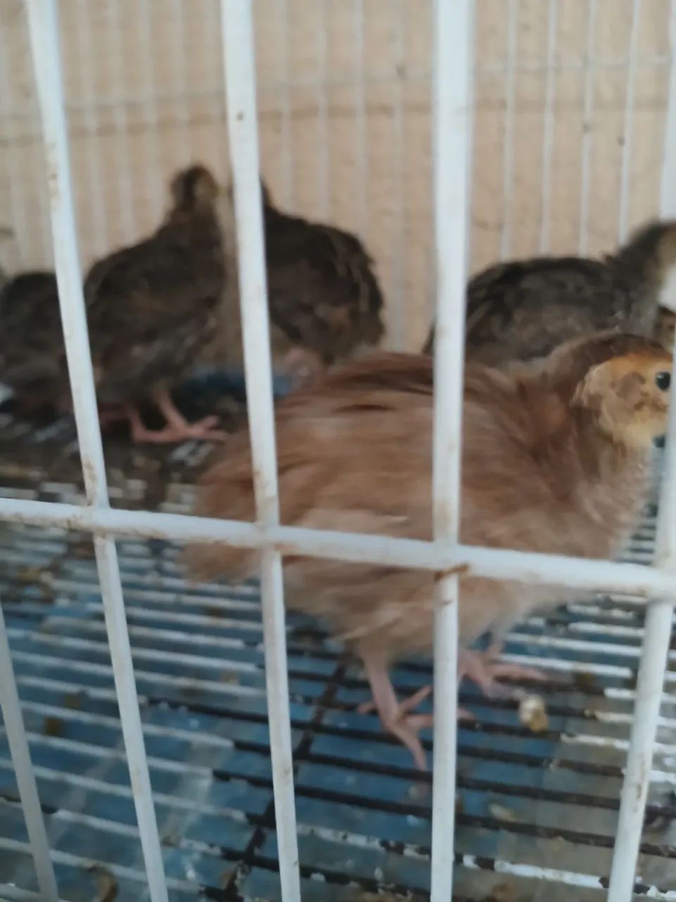 Vendo lote com 10 codornas Japonesas  - Foto 3