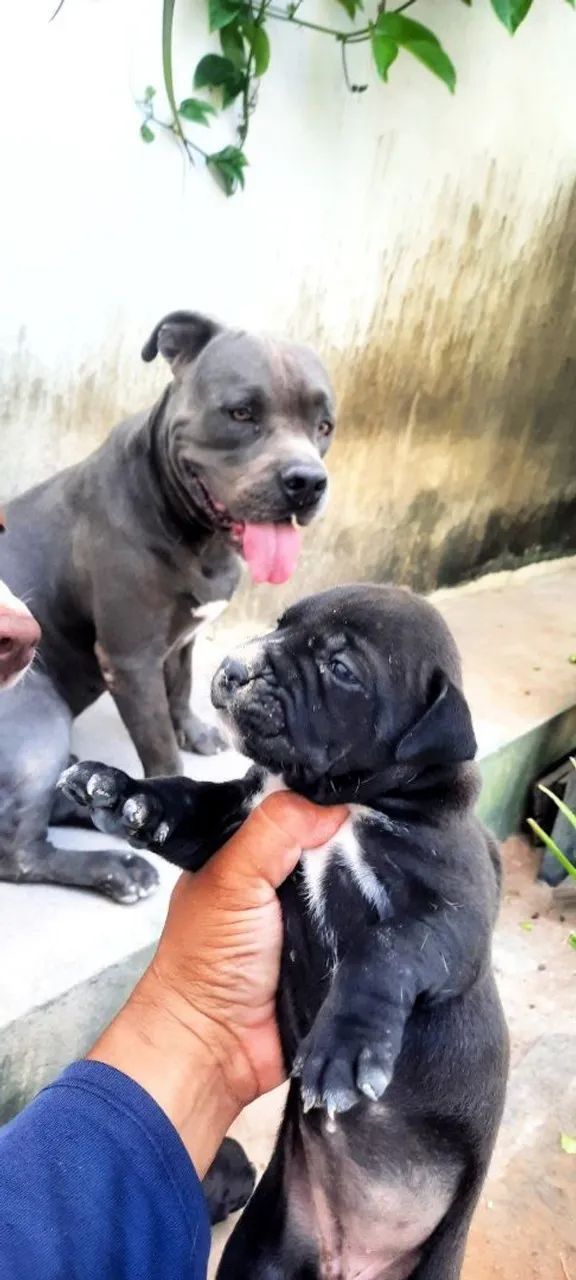 Pit Bull filhote