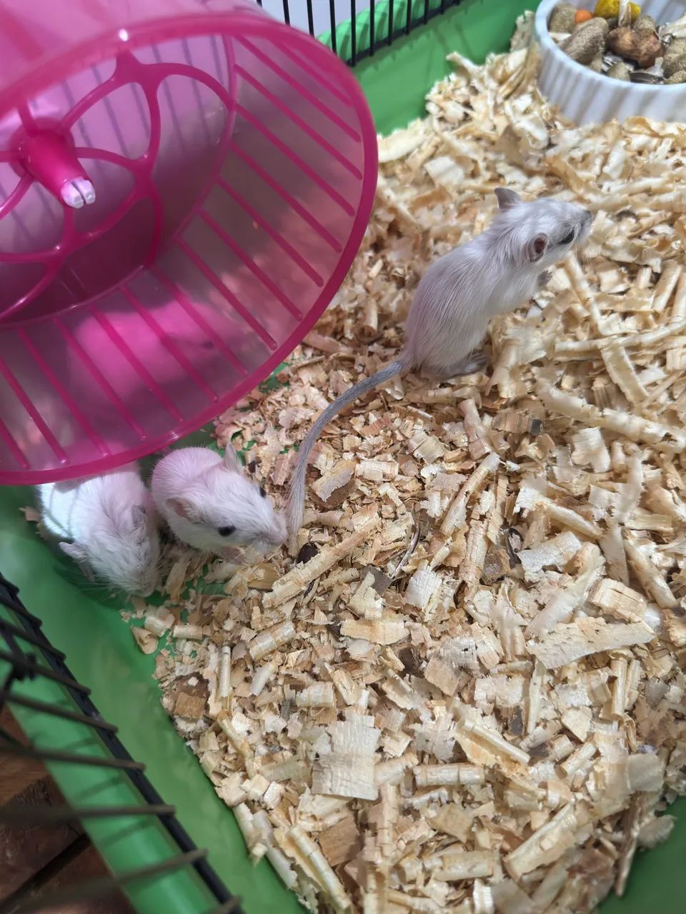 Gerbil