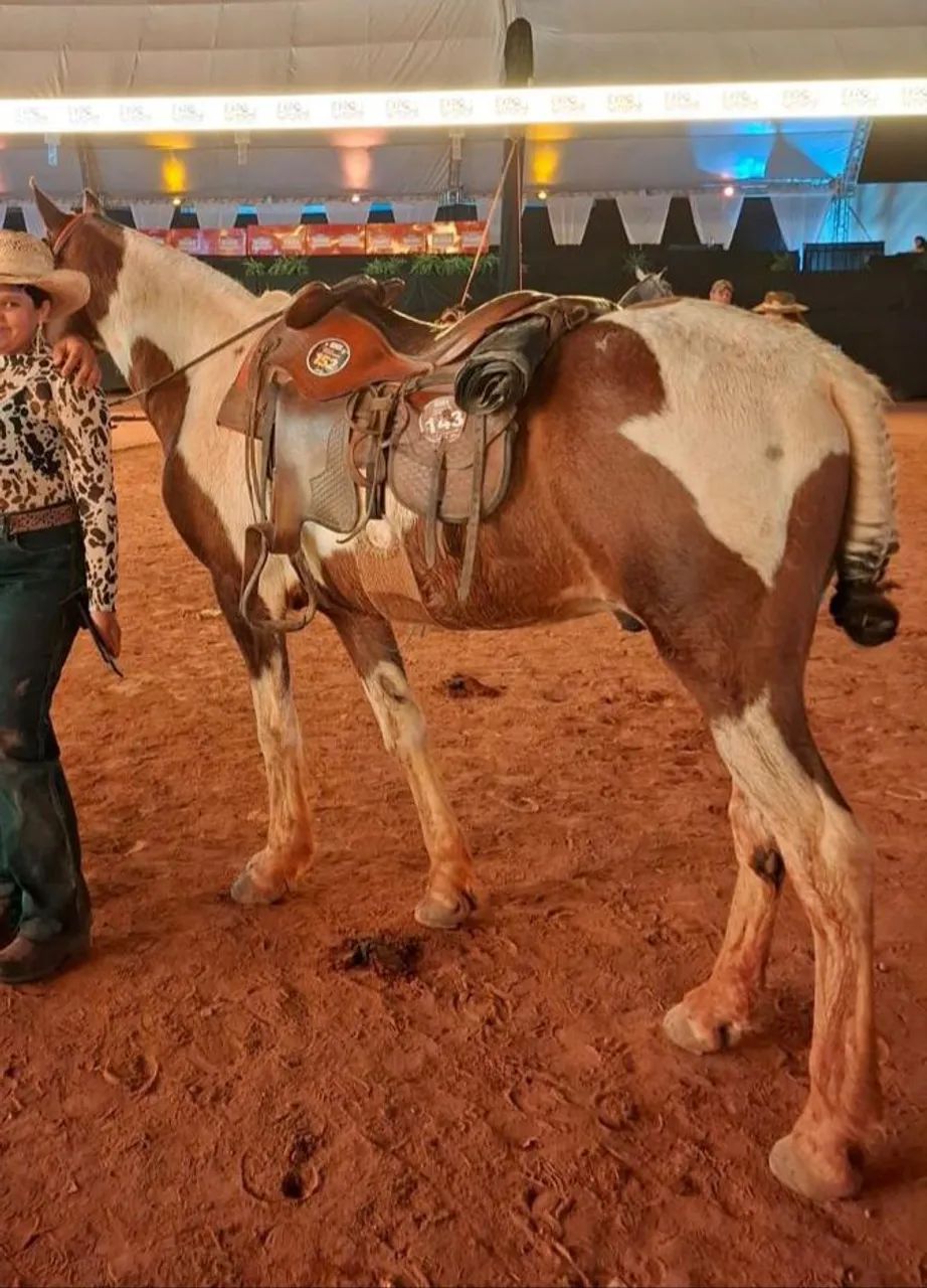 Vendo Cavalo Manso Pra Criança  - Foto 2