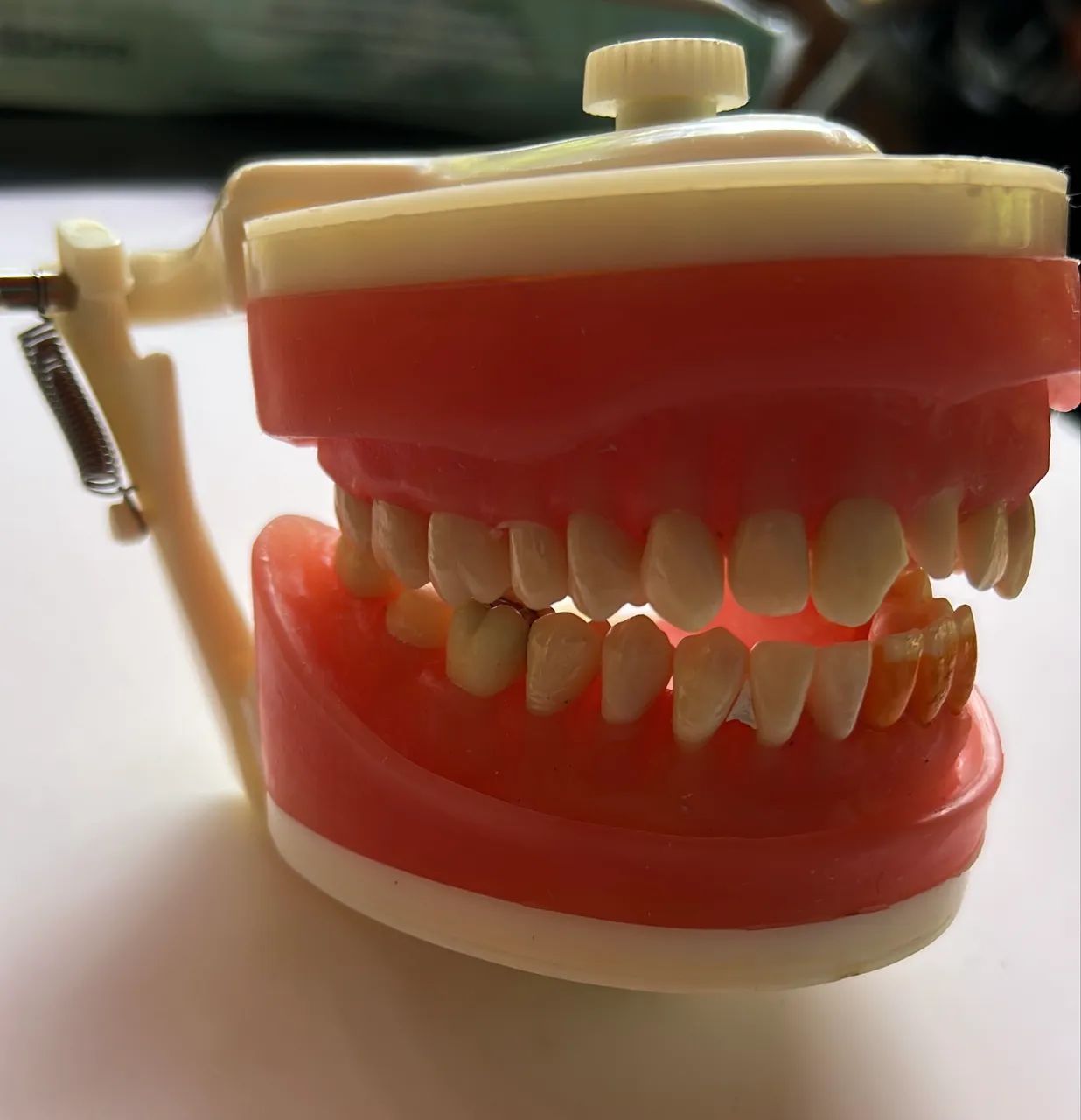 manequim odontológico pronew - dentistica  - Foto 3