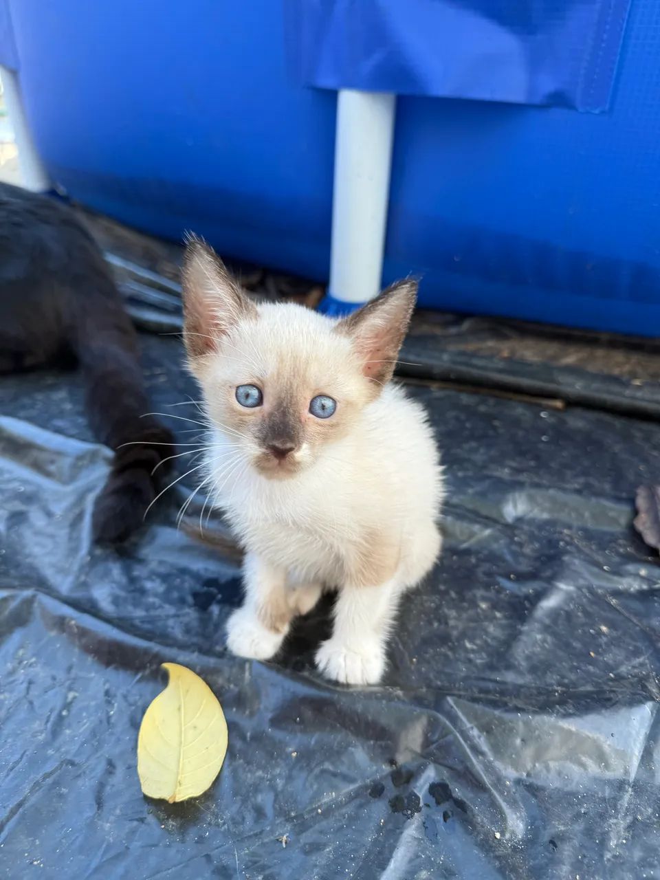 Doação responsável de gatos  - Foto 6