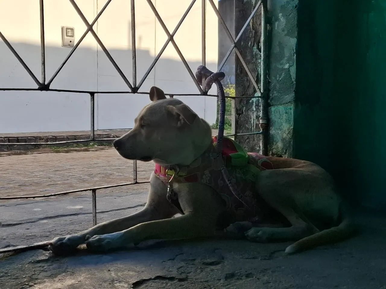 Doação de cachorrinha - Foto 5