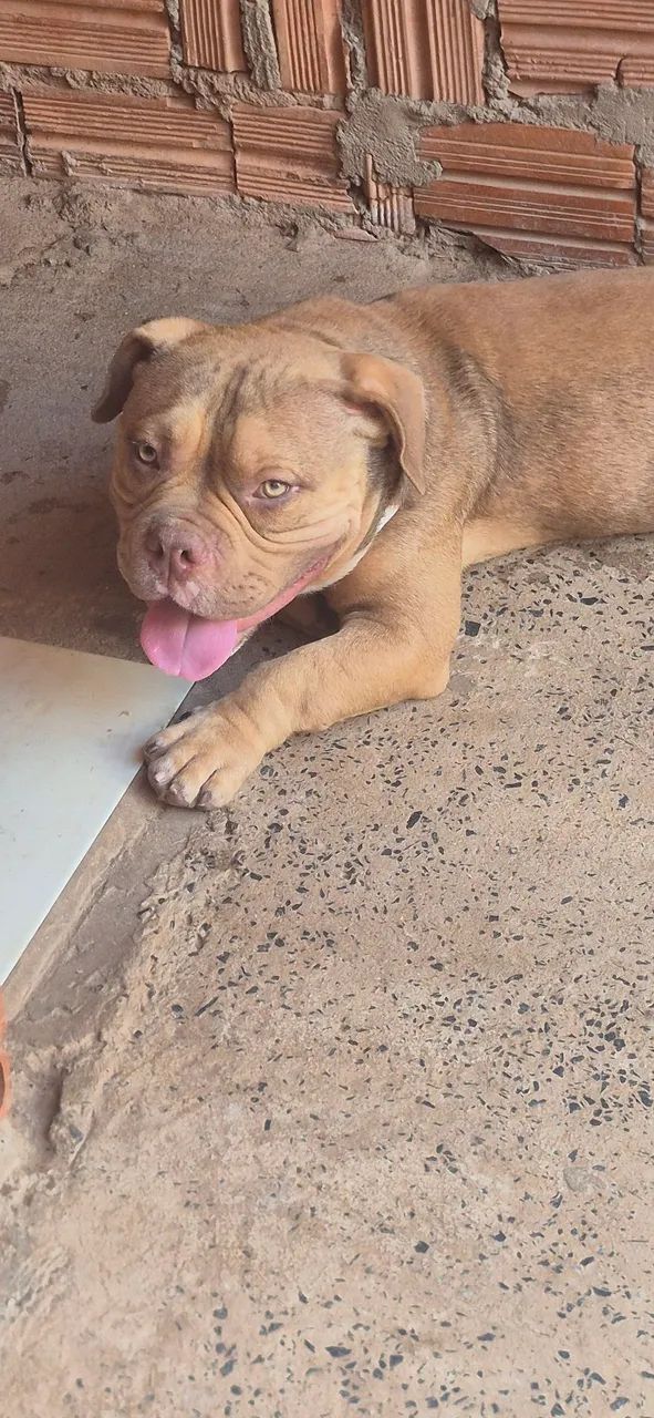 American Bully 