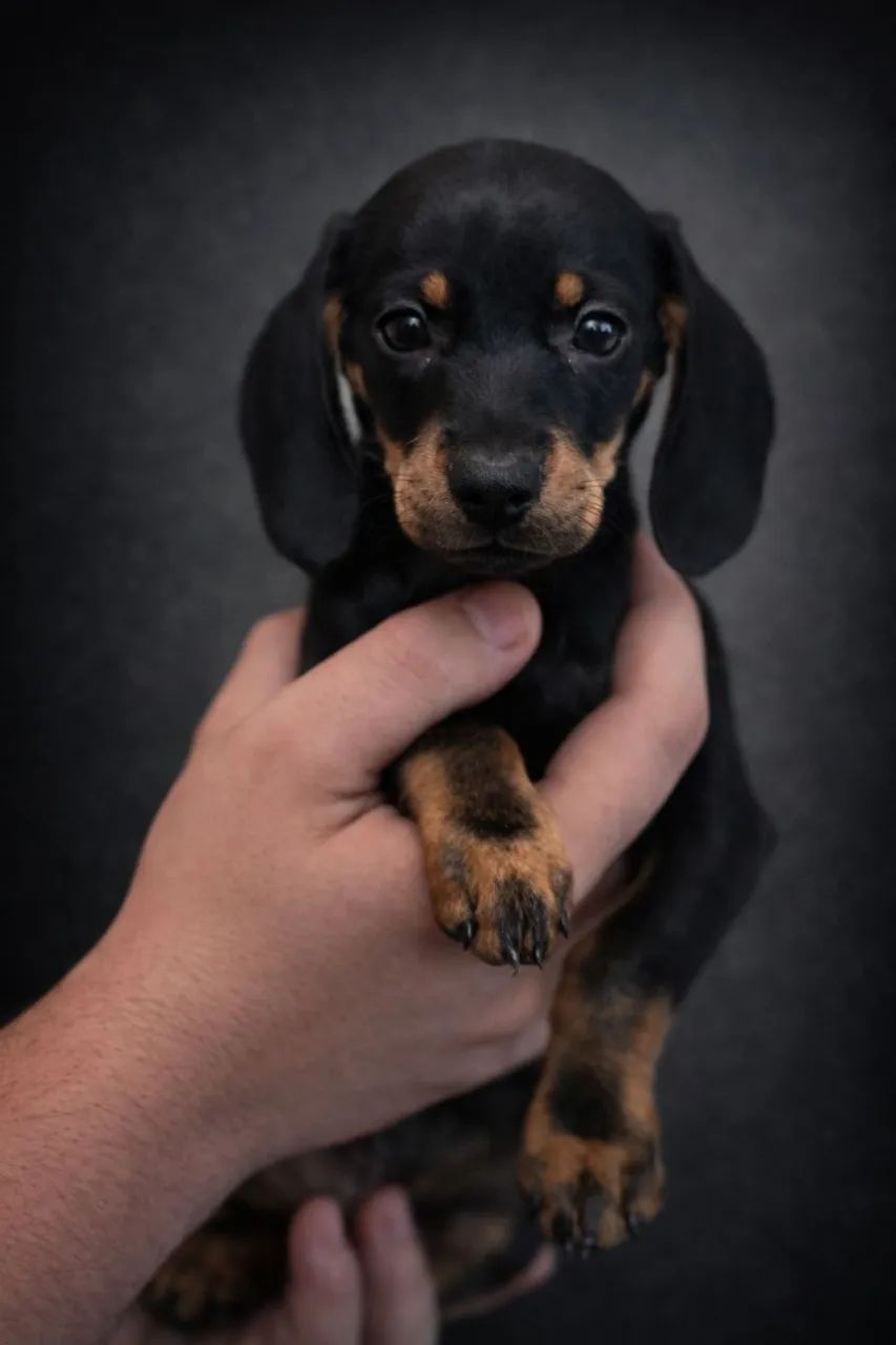 Dachshund encantador e expressivo