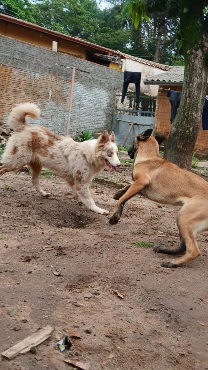 Procuro fêmea - Foto 5