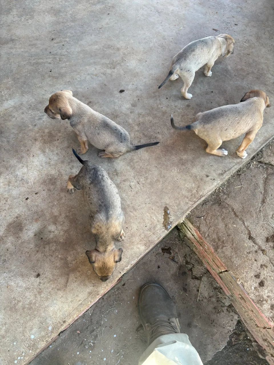 Cachorros - Foto 3