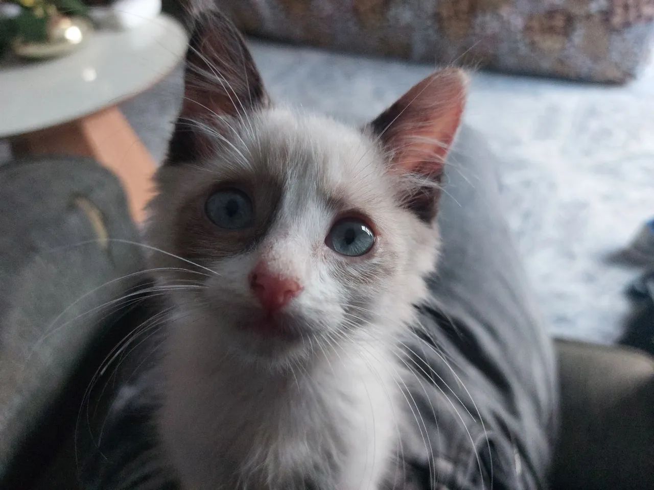 Doação de gata - Foto 3