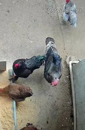 Galinhas e galos puros - Foto 4