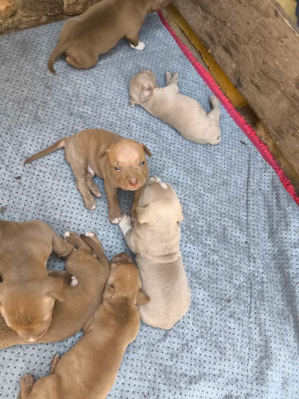 Filhotes de Pitbull legítimo  - Foto 4