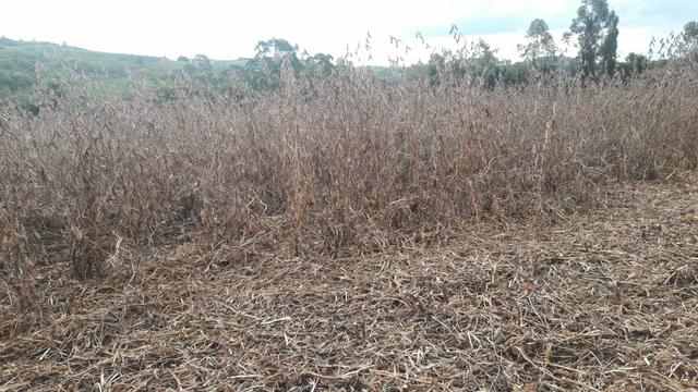 Fazenda Arrendamento 150 alq no Pr - Terrenos, sítios e 