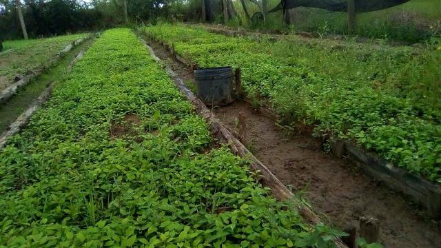 Mudas nativas - Foto 2